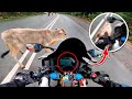 What happens when bikers and animals meet  animals vs bikers