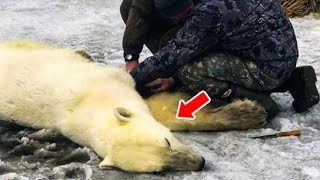 Crying Polar Bear Got Stranded & Begged Cops For Help. What They Did Next Is Shocking! by The Animal Gaze 907 views 7 days ago 33 minutes