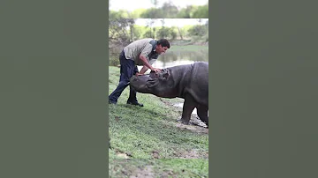 ЭТОГО ЧЕЛОВЕКА УБИЛ СОБСТВЕННЫЙ БЕГЕМОТ🦛