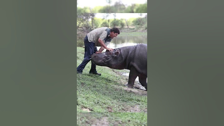 ЭТОГО ЧЕЛОВЕКА УБИЛ СОБСТВЕННЫЙ БЕГЕМОТ🦛