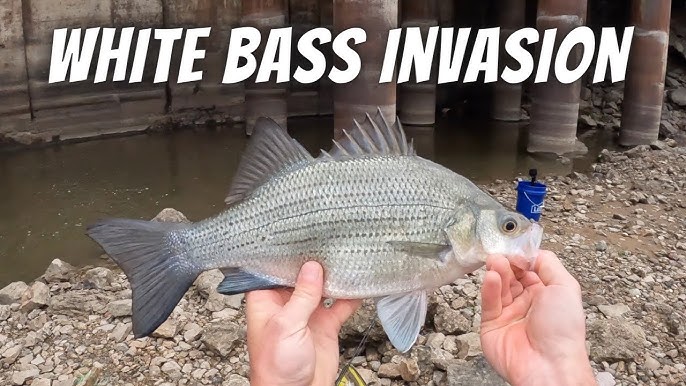 HOW TO Catch A LIMIT Of WHITE BASS In 45 Minutes‼️ White Bass Run