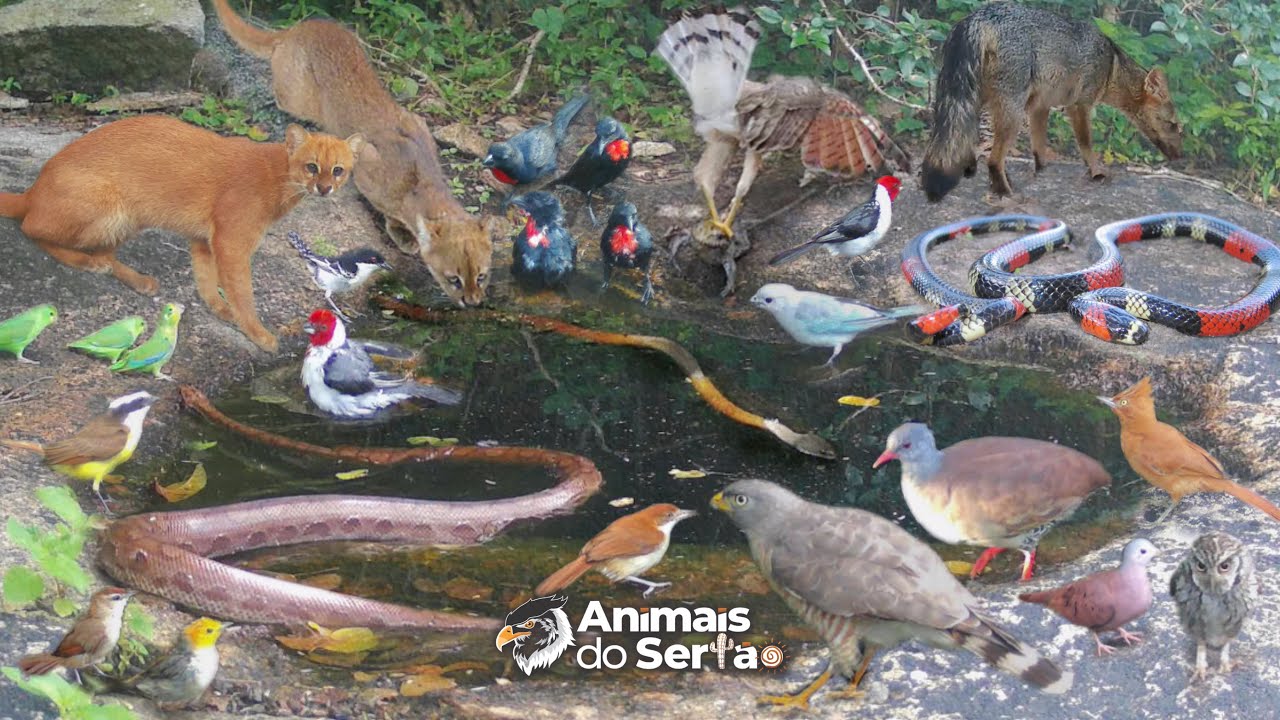 UMA FONTE CHEIA DE SERPENTES. 🐍MUITOS REGISTROS INCRÍVEIS