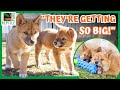 Dingo Puppies First Weigh In | Australian Reptile Park