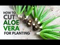 How To Cut Aloe Vera For Planting