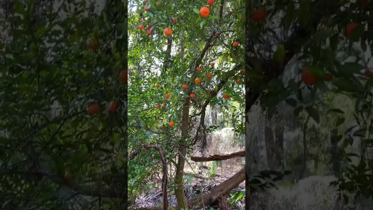 Wild citrus tree!!! 