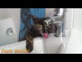 Funny Cats   .  Best Funny Cat Videos 2018