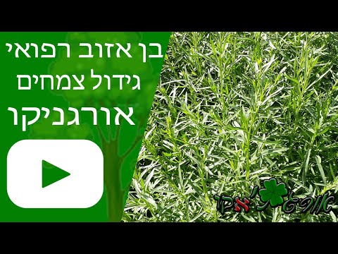 וִידֵאוֹ: כיסוי קרקע רב שנתי