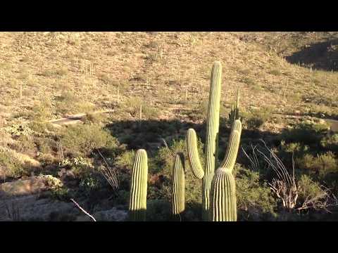 Video: Saguaro National Park: Den kompletta guiden