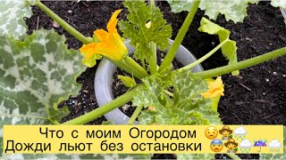 ЧТО С МОИМ ОГОРОДОМ 😟🌧️👩‍🌾ДОЖДИ ЛЬЮТ БЕЗ ОСТАНОВКИ ☔️🌨️🌧️👩‍🌾