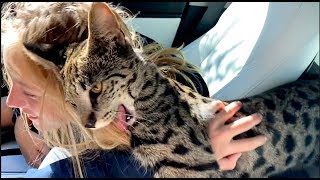 Are They Dangerous as Adults?  - F1 Savannah Cat by Luxury Savannahs 30,186 views 4 years ago 3 minutes, 8 seconds