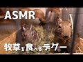 【ASMR】牧草を食べるデグー【テスト】