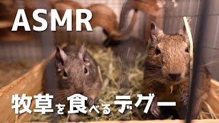 【ASMR】牧草を食べるデグー【テスト】
