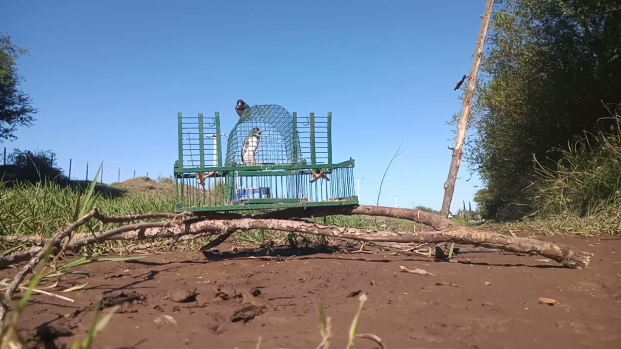 DIA DE CAZA CON TRAMPEROS Y CON LA GOMERA🏹.. Corbatas y mistos 🐦💯 Un saludo👋