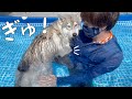 泳ぐのが怖くて飼い主に抱きついちゃう愛犬が可愛すぎました【シベリアンハスキー】