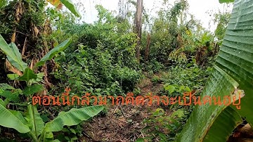 ต่อไก่ป่าช่วงฝน dib qaib qu