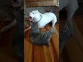 Highland Lynx vs Pit Bull の動画、YouTube動画。