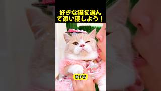 好きな猫を選んで添い寝しよう！🐱