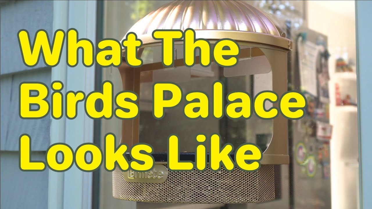 Bird Palace 🐦 in our Backyard 