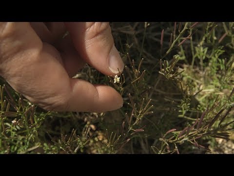Video: Hairy Bittercress Weed - Che cos'è il Bittercress peloso e come controllarlo