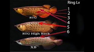 Cara membedakan Arwana Golden RTG, HB (Highback)  dan XB (Crossback)
