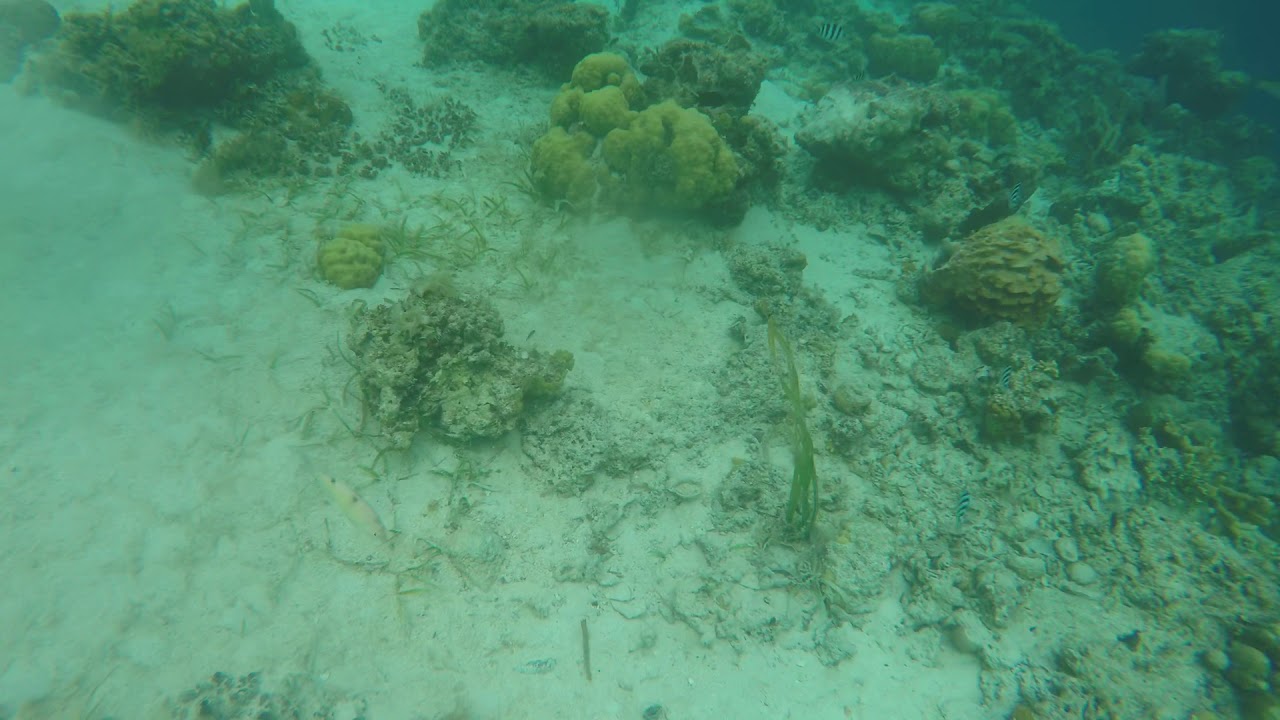 Diatoy Coron Fish Feeding