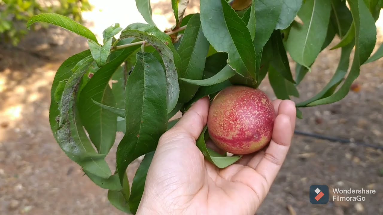 Fruits farm at countryside | fresh and healthy living