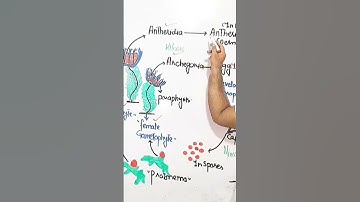 Antheridia and archegonia