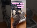 Naughty Nala #dog #funnydogs #frenchbulldog#dogshorts