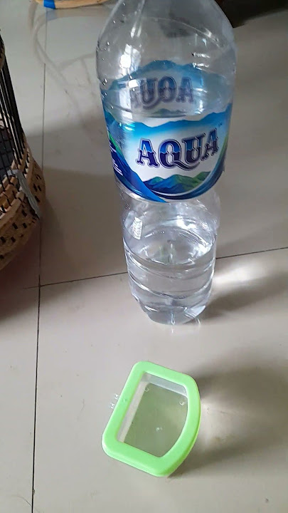 Jangan kasih Minum perkutut sembarangan Gunakan air ini