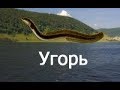 РР3.99 - Заработок на Волге - Ловля угря