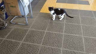 【相島】先客がいて膝に乗れなかったハチワレ子猫～Kitten waits for my knee～