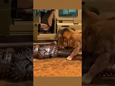 Detik Detik Singa Terkam Manusia #singa