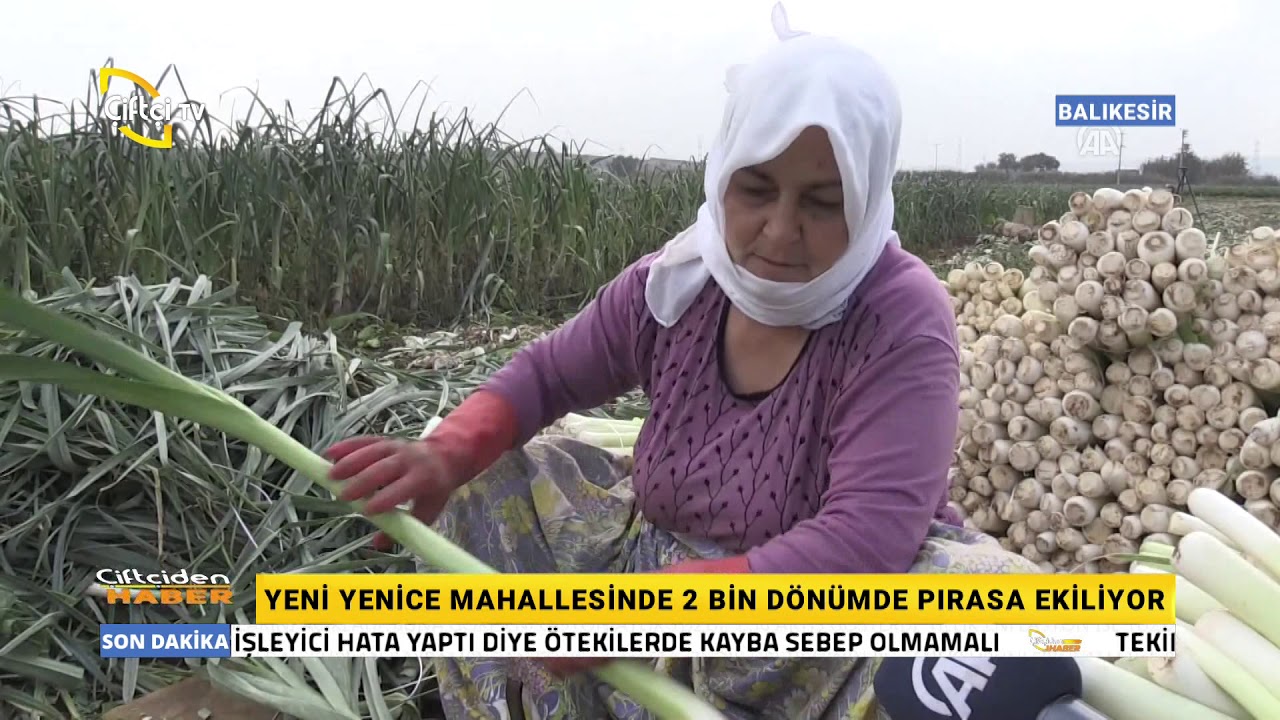Pırasa Hasadı Başladı