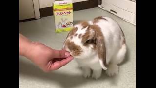 アリメペット食べちゃう動画～うさぎさん編～