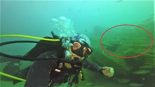 Fujairah famous Dive Site
Thanks for watching, Please dont forget to LIKE and SUBSCRIBEπβ€β€β€β€β€β€β€β€
Check me out on:
https://www.instagram.com/madebysoso
https://www.facebook.com/MadeBySoso
For business inquiries: business.madebysoso@gmail.com Fujairah famous Dive Site