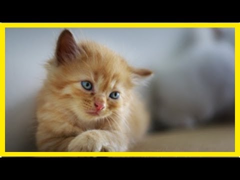 Video: Wie Man Einem Kätzchen Einen Kratzbaum Beibringt