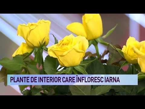 Video: Îngrijirea Florilor De Interior Iarna