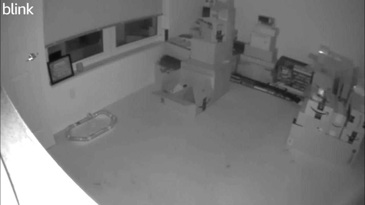 Cat runs fast from a ghost? - YouTube