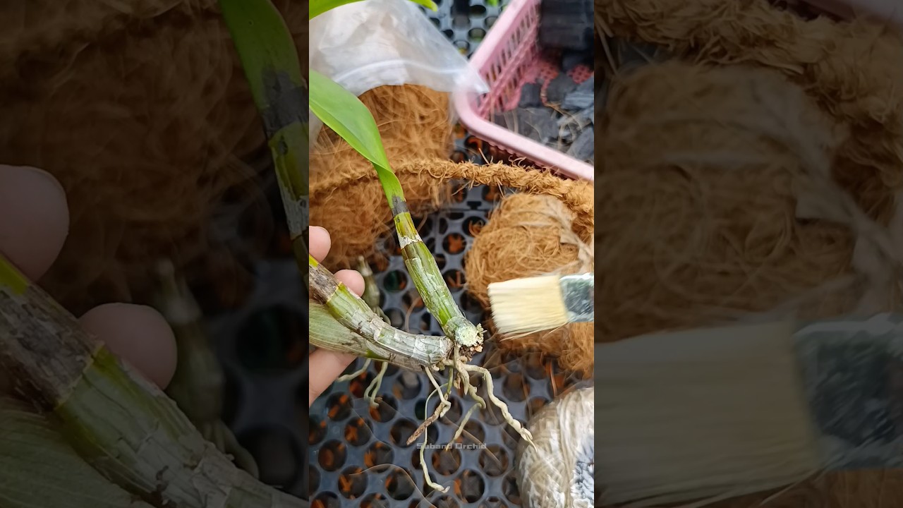 Planting Dendrobium orchids on coco fiber kokedama. 
