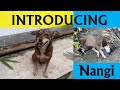 Introducing Nangi / Second one of the Female Animal / Hope for Doggy / Street Dogs /