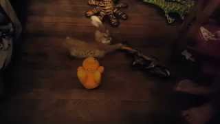 Bed-time play-time with Mia the #bobkitteh | BABY BOBCAT PLAYING
