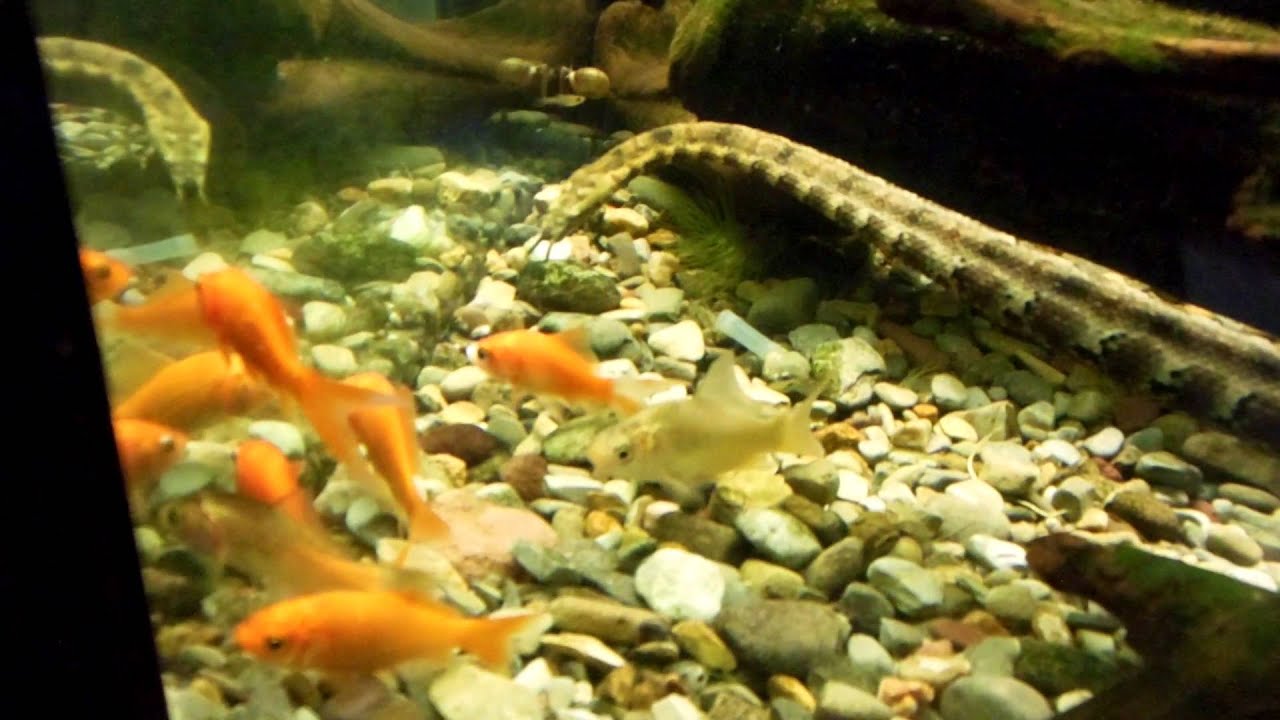 Tank Snake eats goldfish YouTube