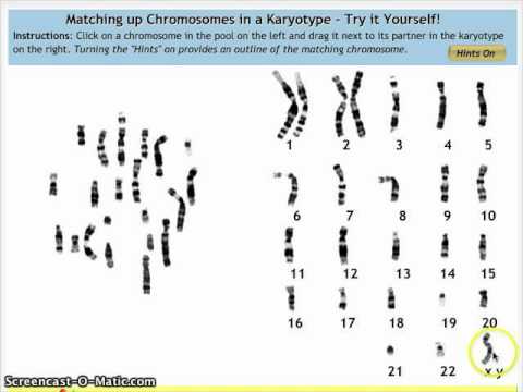 Make a Karyotype