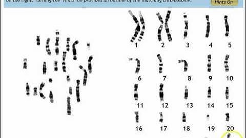 Make a Karyotype