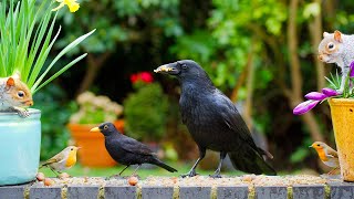 Spring Birds & Squirrels Find a Food Stash