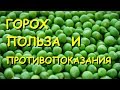 Горох. Польза и вред.