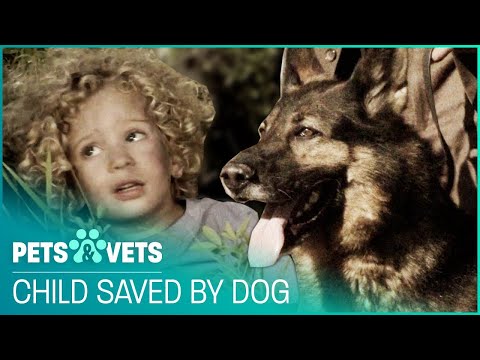 PET HEROES