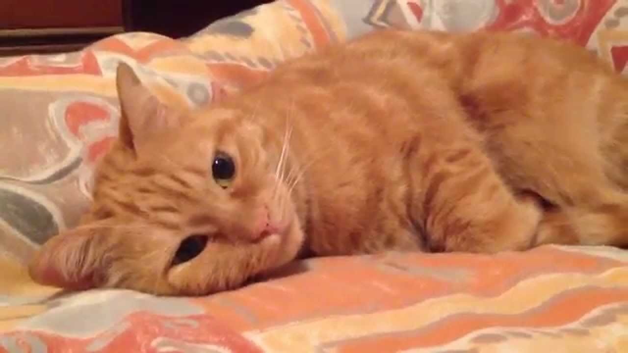 orange red cat
