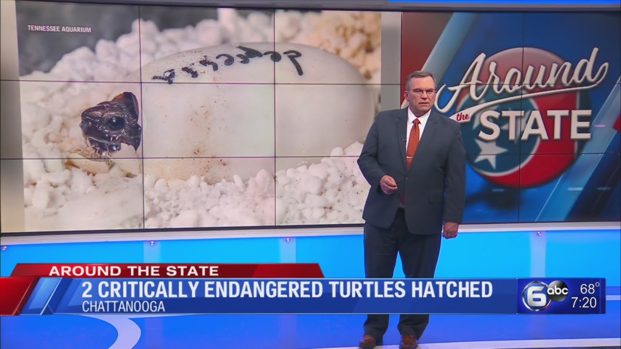 2 Critically Endangered Turtles Hatched - YouTube