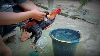 Download Lagu Cara Memandikan Ayam Jago Yang  Benar dan Menyegarkan MP3